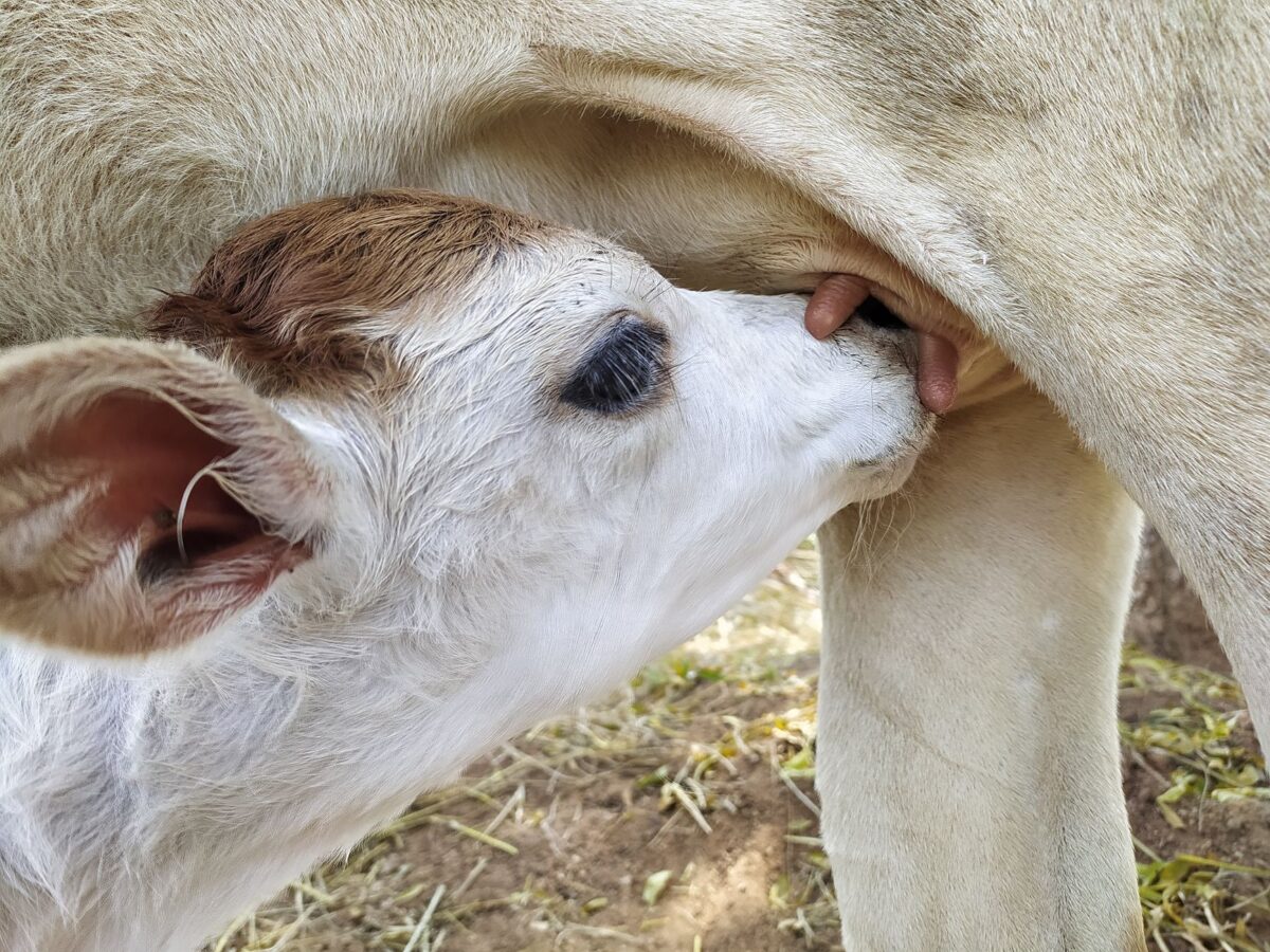 lait pasteurisé femme cru uht